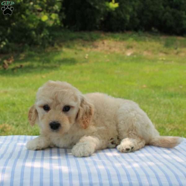 Clara, Mini Goldendoodle Puppy